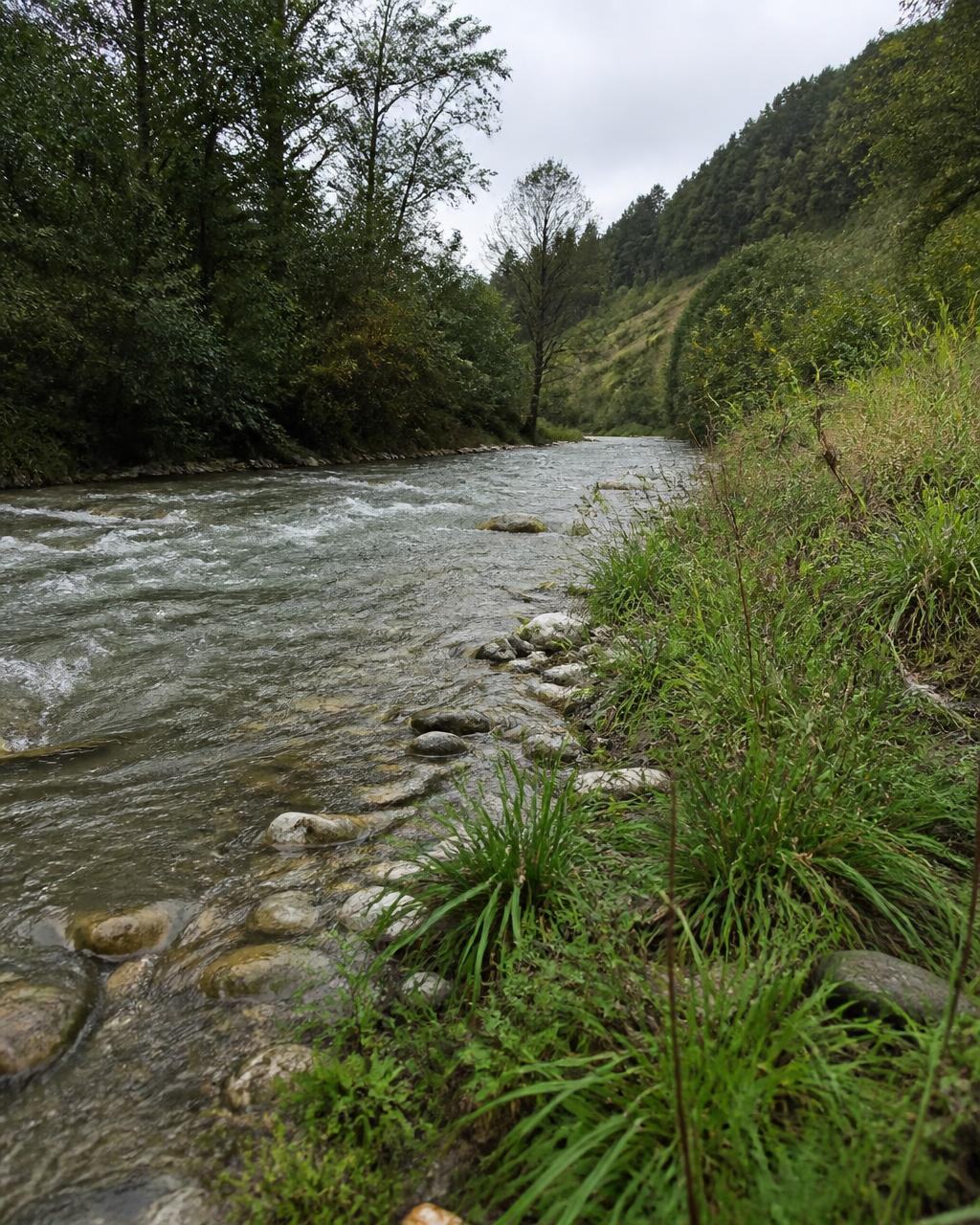 Cours d'eau naturel en milieu réel, végétation riveraine et berges
